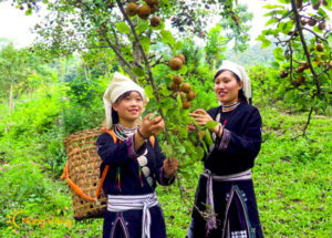 Hình ảnh Na Hang Tuyên Quang